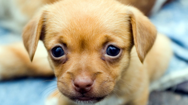 Small brown dog blue eyes free wallpaper for desktop - medium preview image