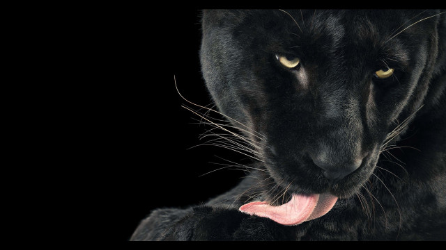 Black panther tongue open photorealistic free wallpaper for desktop - medium preview image
