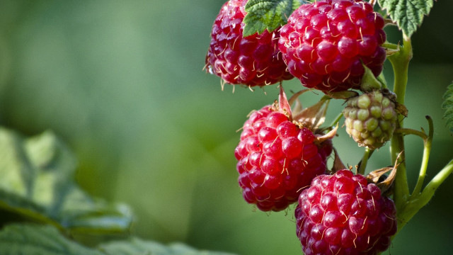Raspberries branch leaves green blurry free wallpaper for desktop - medium preview image
