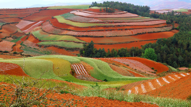Field trees grass hill autumn free wallpaper for desktop - medium preview image