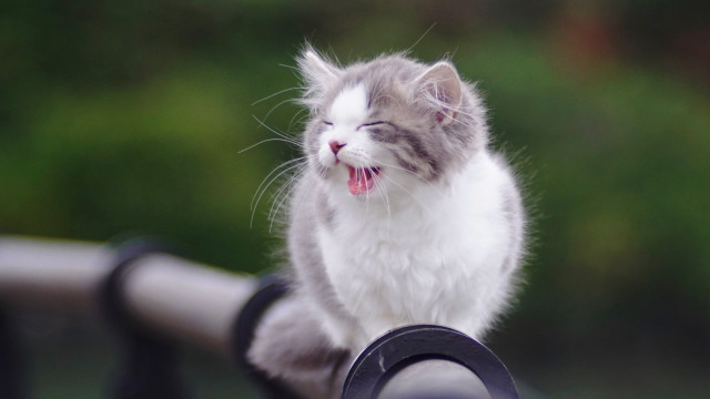 Cat yawning railing outdoor blurry free wallpaper for desktop - medium preview image