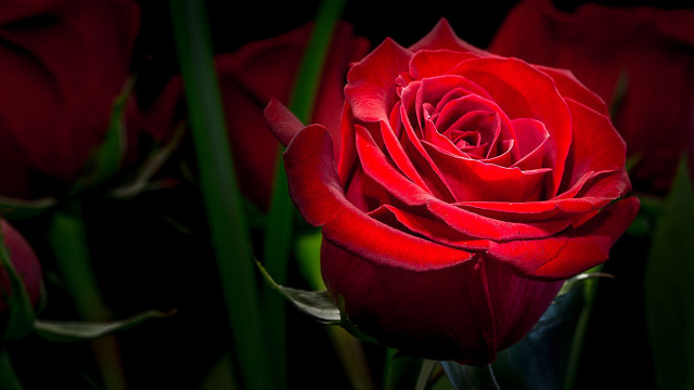 Red rose bouquet neoromantic 3d free wallpaper for desktop - medium preview image
