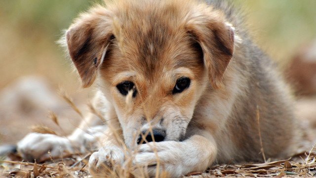 Dog sad grass paw looking free wallpaper for desktop - medium preview image