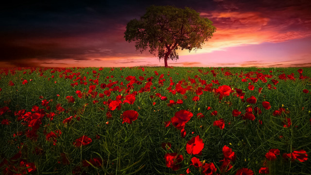 Red flower field sunset tree #2 free wallpaper for desktop - medium preview image