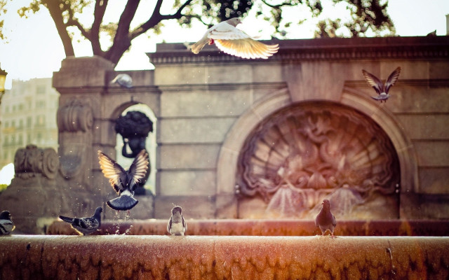 Birds fountain park tiltshift owl free wallpaper for desktop - medium preview image