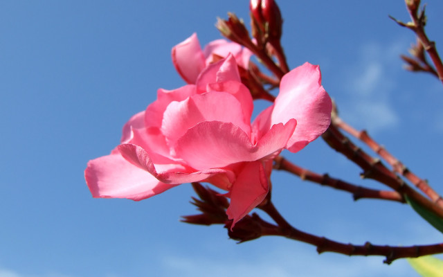 Pink flower blooming branch blue free wallpaper for desktop - medium preview image