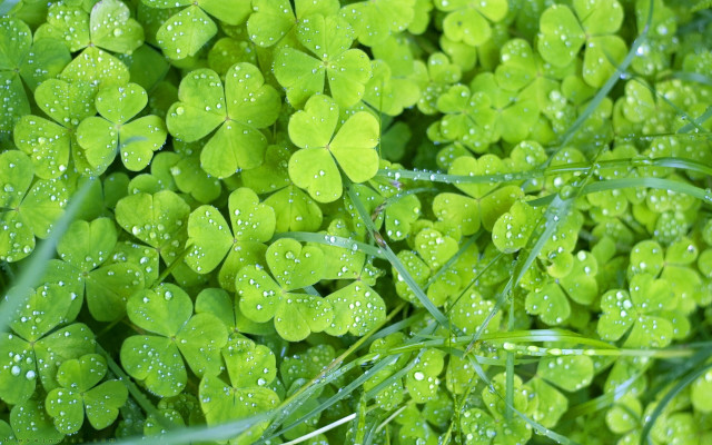 Green clovers water droplets macro free wallpaper for desktop - medium preview image