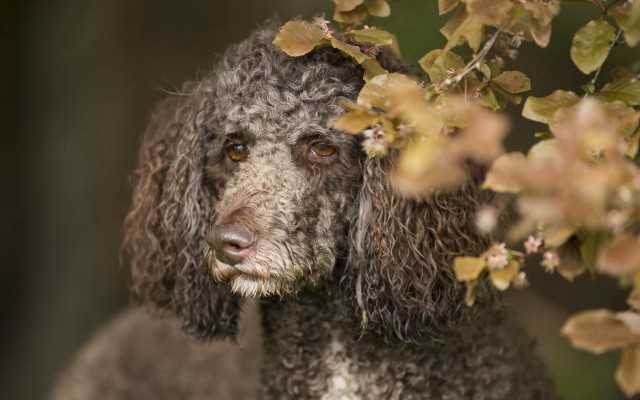 Dog bush leaves portrait blurry free wallpaper for desktop - medium preview image