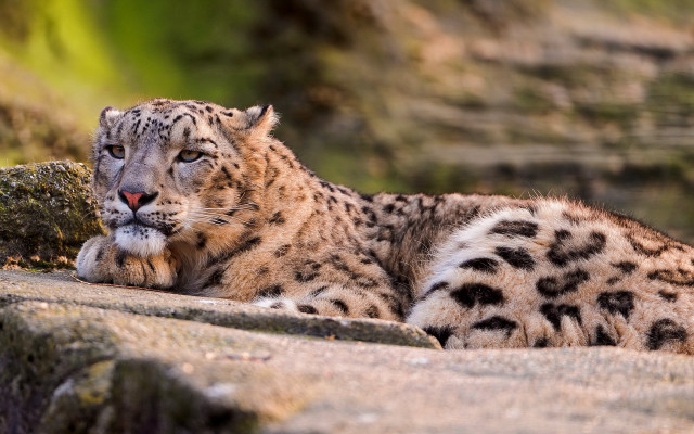 Snow leopard rock sun closed free wallpaper for desktop - medium preview image