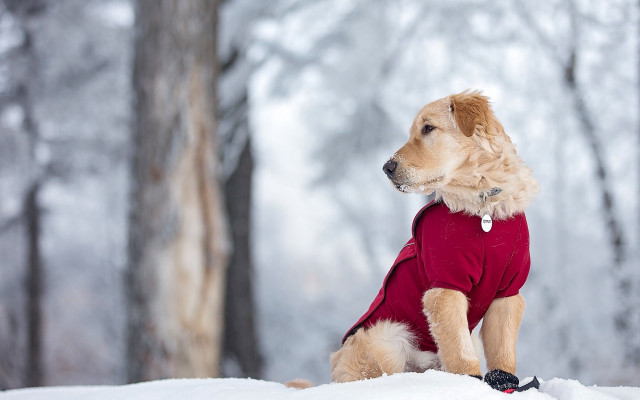 Dog red shirt snow woods free wallpaper for desktop - medium preview image
