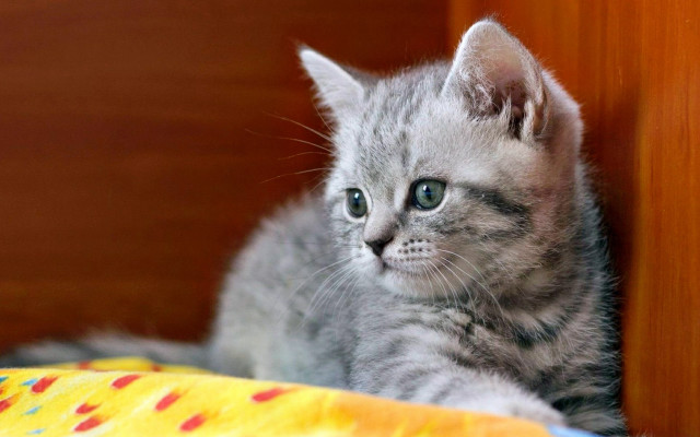 Small kitten curious cat adorable free wallpaper for desktop - medium preview image