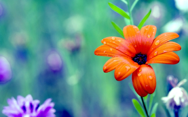 Blue flower water droplets bokeh #2 free wallpaper for desktop - medium preview image