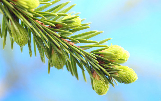 Pine cone branch blue sky free wallpaper for desktop - medium preview image