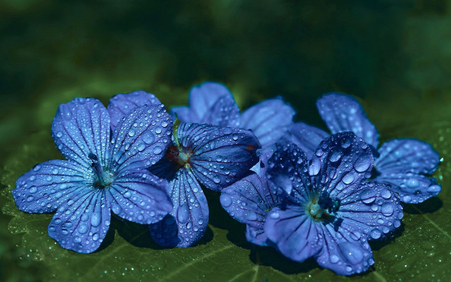 Blue flower water droplets macro #6 free wallpaper for desktop - medium preview image