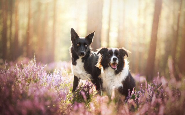 Dogs purple flowers trees sunlight free wallpaper for desktop - medium preview image