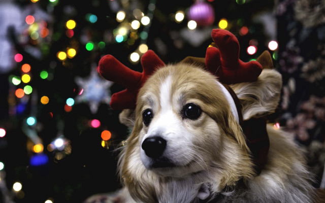 Dog reindeer hat christmas bokeh free wallpaper for desktop - medium preview image