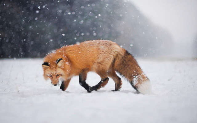 Red fox snow winter woods free wallpaper for desktop - medium preview image