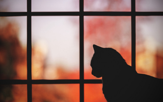 Cat window sunset moon instillife free wallpaper for desktop - medium preview image