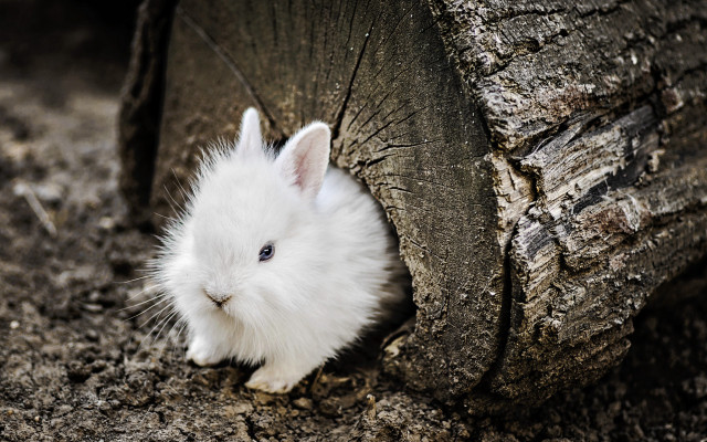 White rabbit peeking tree trunk free wallpaper for desktop - medium preview image