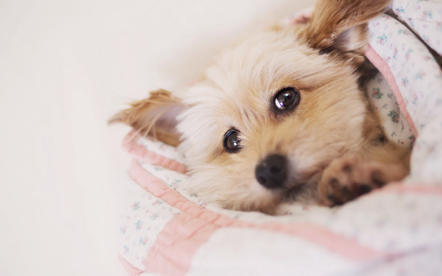 Shiba inu dog bed blanket free wallpaper for desktop - medium preview image