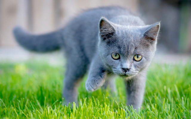 Small gray kitten green field free wallpaper for desktop - medium preview image