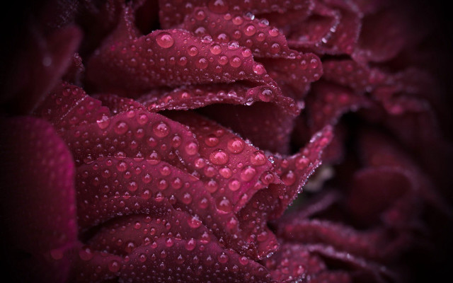 Dark red flower water droplets free wallpaper for desktop - medium preview image