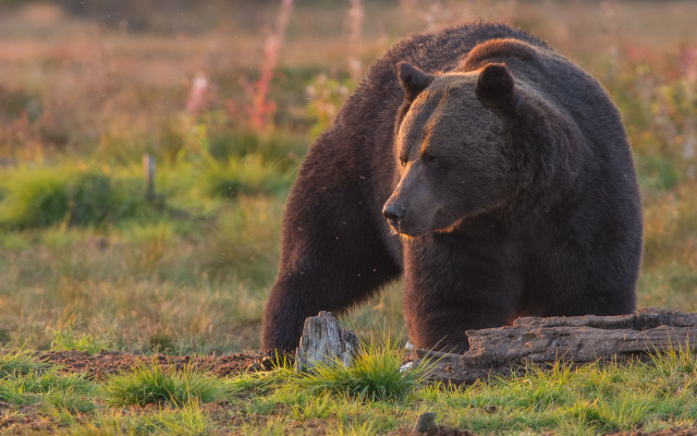 Bear field forest stump primivitism free wallpaper for desktop - medium preview image