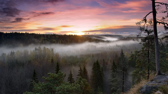 Forest sunset fog trees mountain free wallpaper for desktop - medium preview image