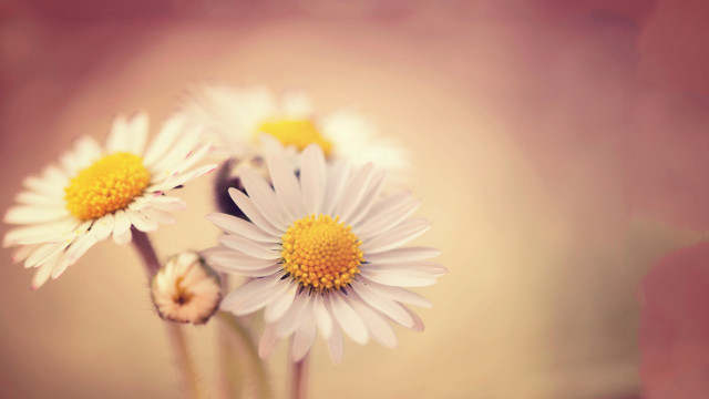 Daisies vase table top blurry free wallpaper for desktop - medium preview image