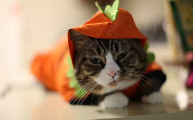 Cat costumed table bokeh furry free wallpaper for desktop - medium preview image