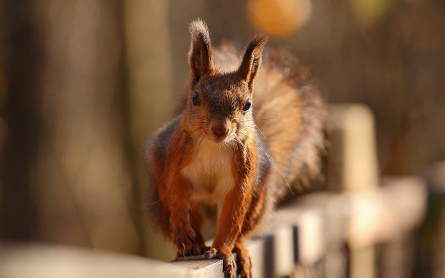Squirrel fence tiltshift photorealistic nature free wallpaper for desktop - medium preview image