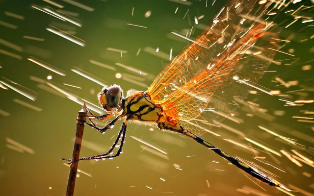 Dragonfly blonde girl city macro free wallpaper for desktop - medium preview image