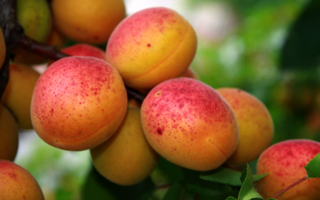 Fruit hanging leaves summer vibrancy free wallpaper for desktop - medium preview image