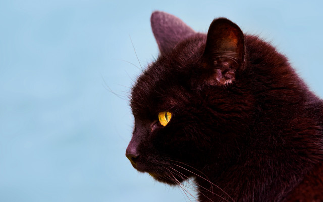 Black cat yellow eyes gothic #7 free wallpaper for desktop - medium preview image