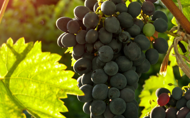 Grapes vineyard leaves sunlight photorealism free wallpaper for desktop - medium preview image