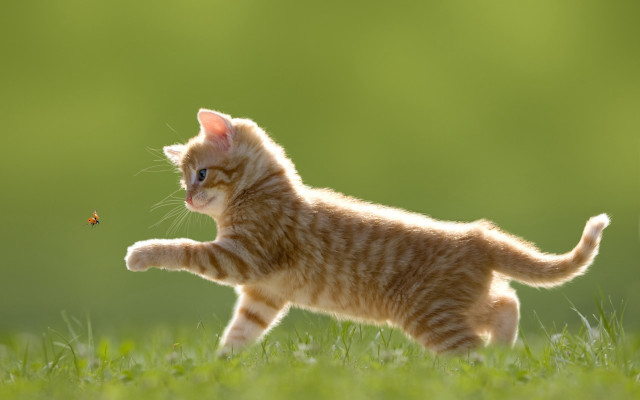 Kitten running insect grass blurry #2 free wallpaper for desktop - medium preview image