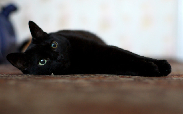 Black cat tilt shift shallow free wallpaper for desktop - medium preview image