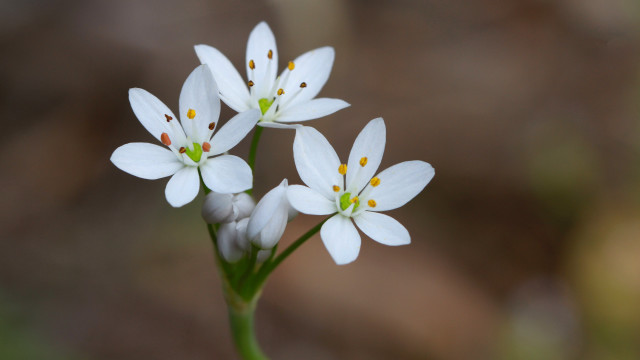 Daisy lily lotus flower butterfly free wallpaper for desktop - medium preview image