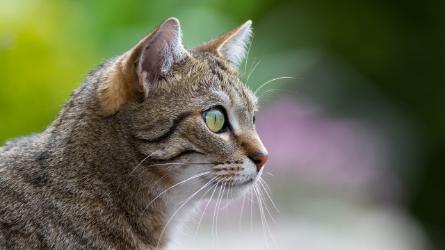 Cat green eyes blurry flower free wallpaper for desktop - medium preview image
