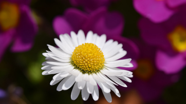 White yellow flower purple background free wallpaper for desktop - medium preview image
