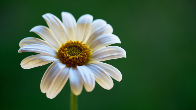 White flower yellow center green free wallpaper for desktop - medium preview image