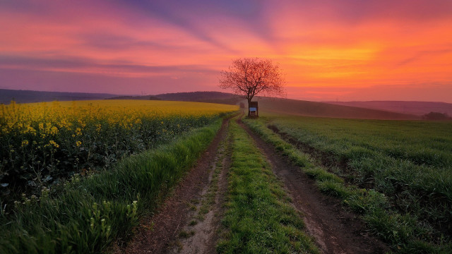 Dirt road tree field sunset #2 free wallpaper for desktop - medium preview image