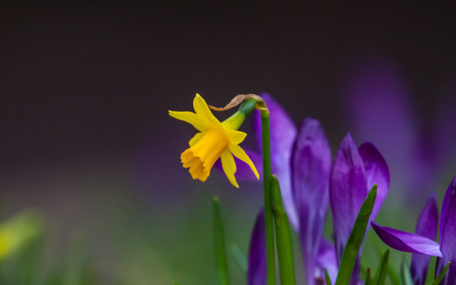 Yellow flower purple background green free wallpaper for desktop - medium preview image