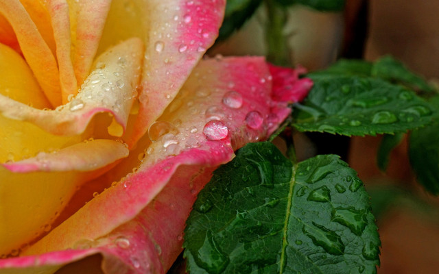 Yellow pink rose water droplets free wallpaper for desktop - medium preview image