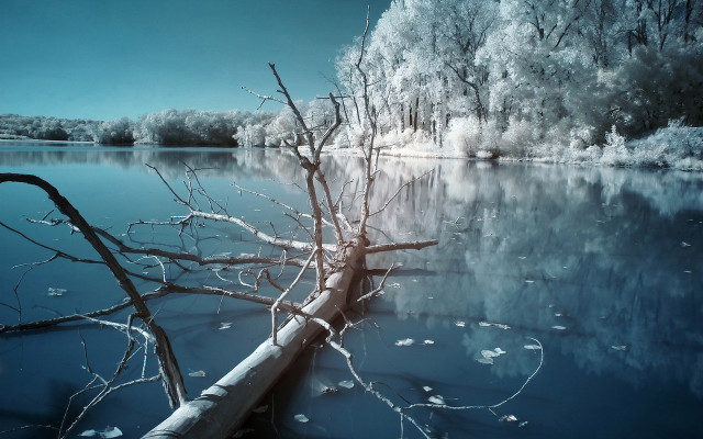 Polarized tree ice water branch free wallpaper for desktop - medium preview image