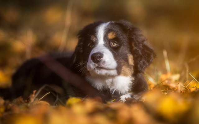 Dog grass autumn bokeh fire free wallpaper for desktop - medium preview image
