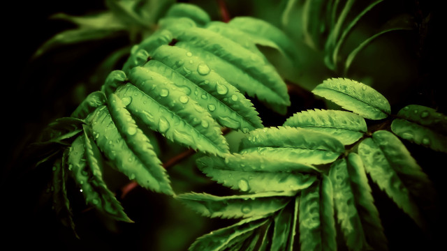 Green leaf water drops photorealistic free wallpaper for desktop - medium preview image