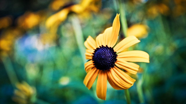 Yellow flower field bokeh macro #8 free wallpaper for desktop - medium preview image