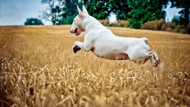 White dog running wheat field free wallpaper for desktop - medium preview image