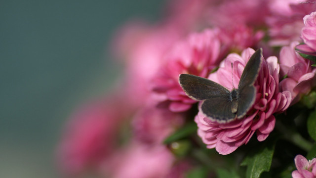 Blue butterfly pink flower green #2 free wallpaper for desktop - medium preview image